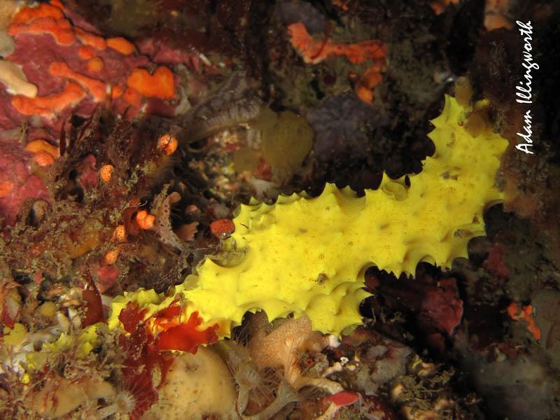 Yellow Encrusting Sponge