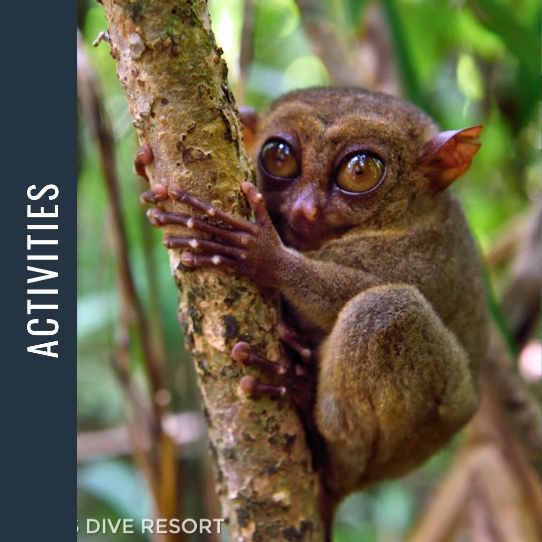 Philippines Dive Expedition 2026 Dive Trip Dive Otago