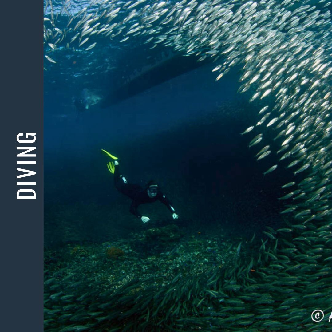 Philippines Dive Expedition 2026 Dive Trip Dive Otago