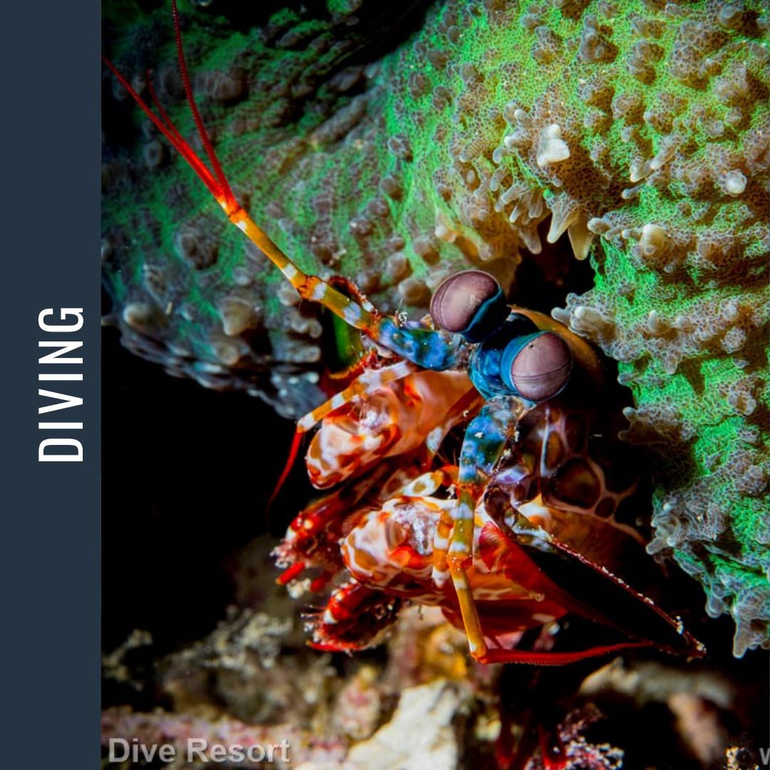 Philippines Dive Expedition 2026 Dive Trip Dive Otago