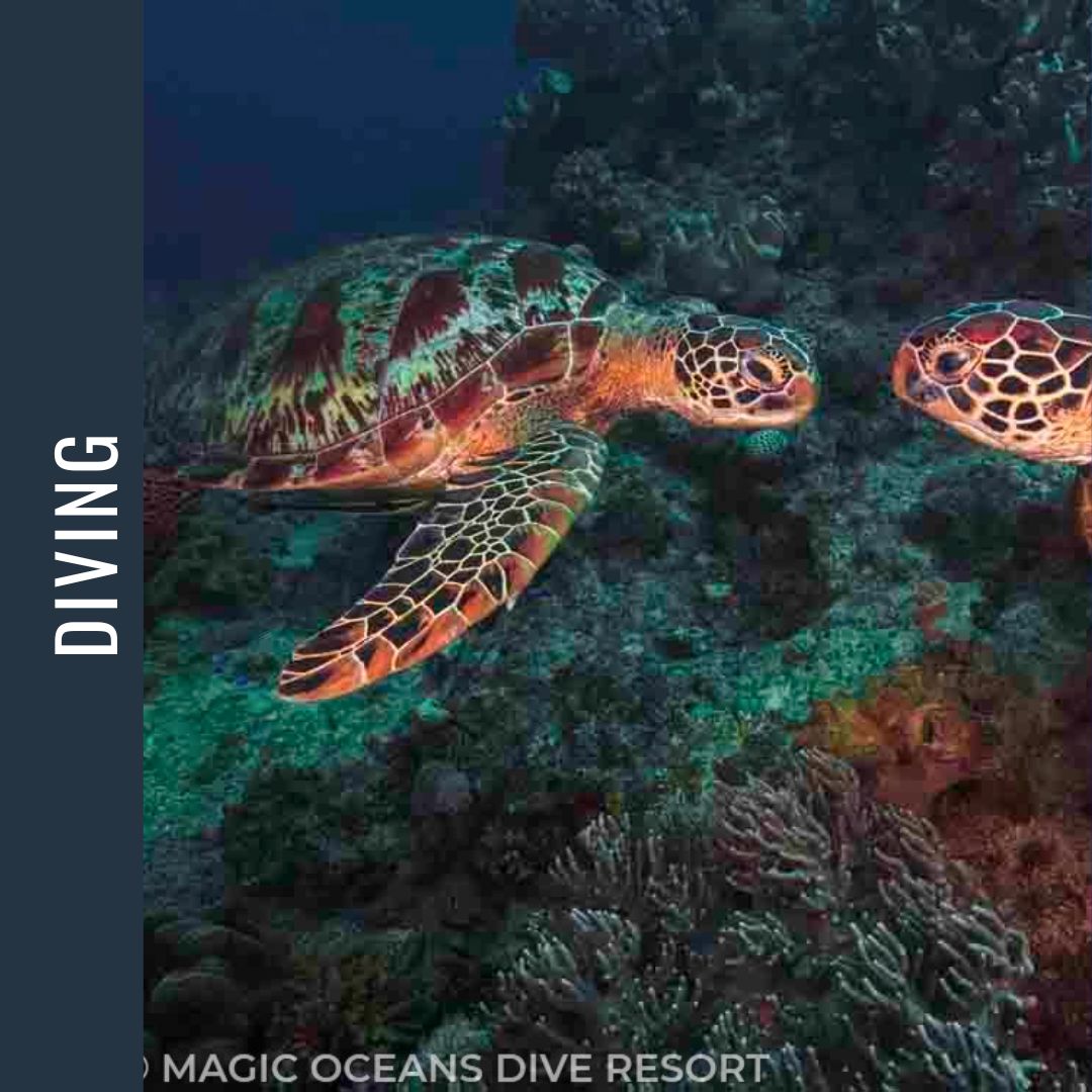 Philippines Dive Expedition 2026 Dive Trip Dive Otago