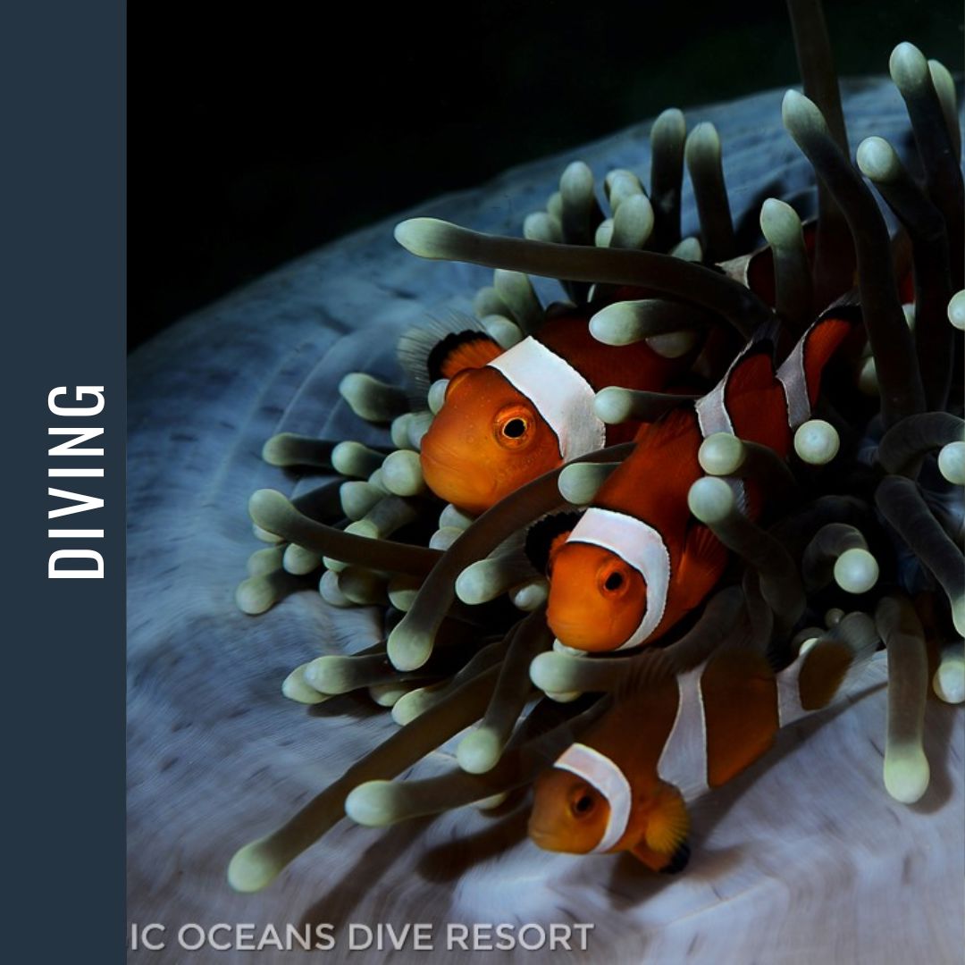 Philippines Dive Expedition 2026 Dive Trip Dive Otago