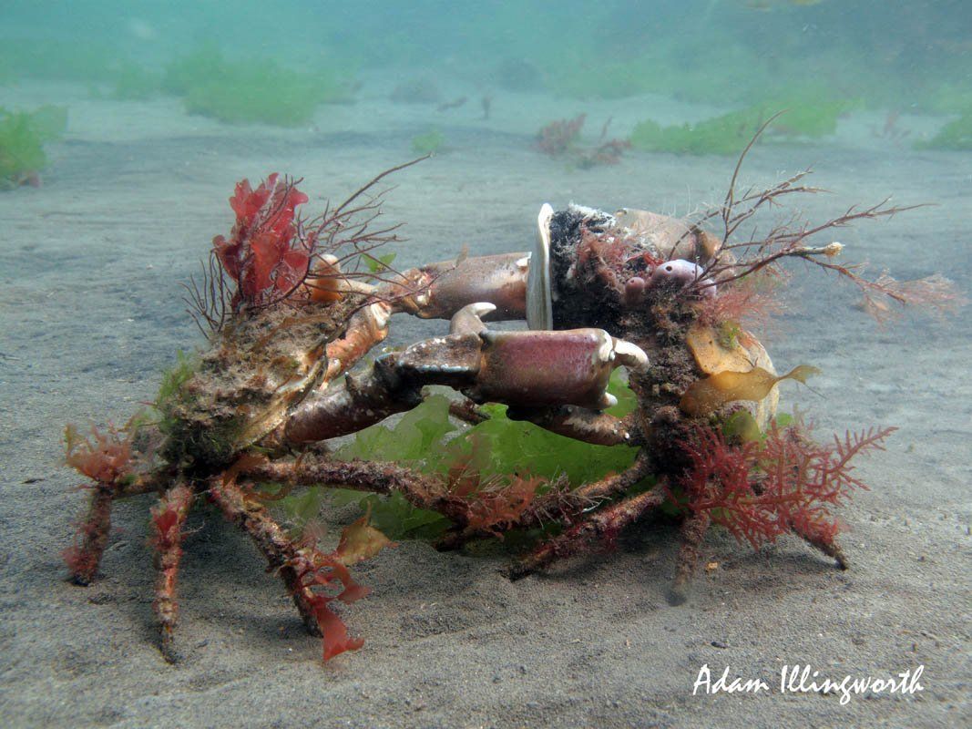 Decorator crab (Camposia retusa). — Salty Revolution