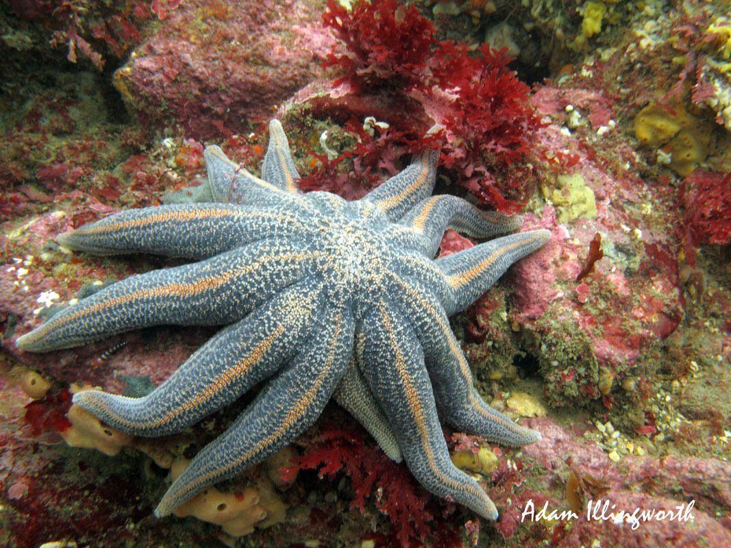 Nz Star Fish Reef Starfish - Dive Otago