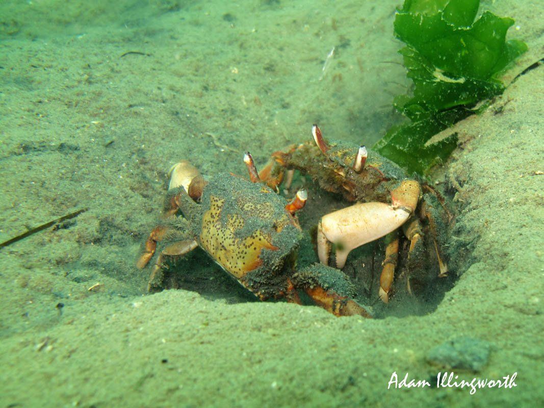 Stalk-Eyed Mud Crab
