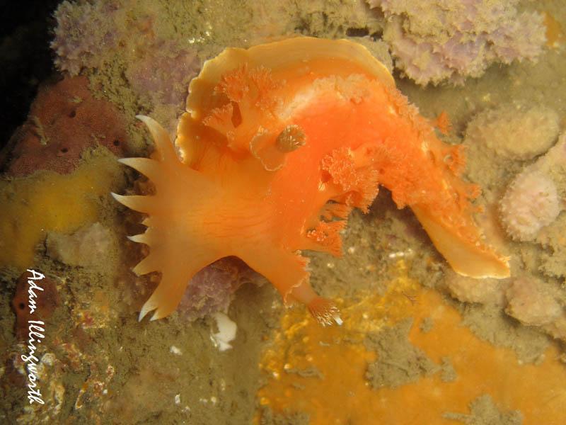 Triton Nudibranch