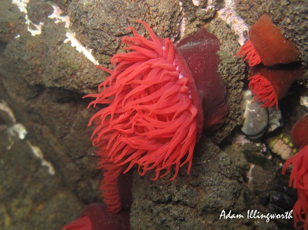 Waratah anemone