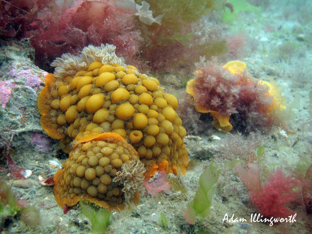 Wellington nudibranch