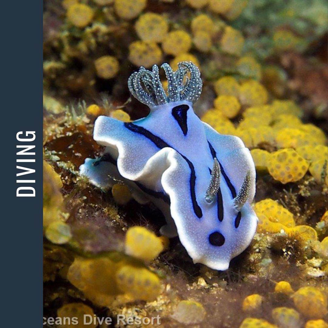 Philippines Dive Expedition 2026 Dive Trip Dive Otago 