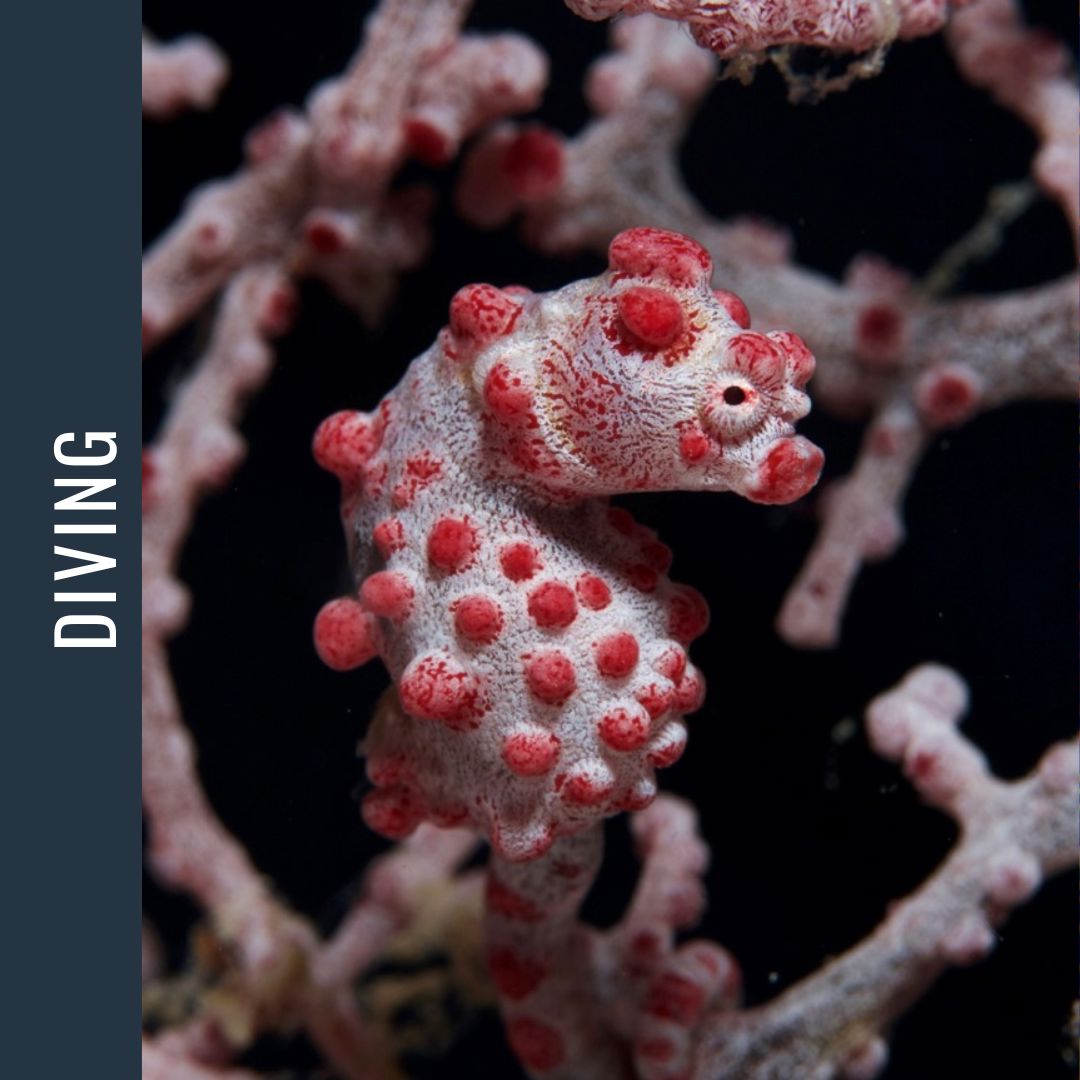 Philippines Dive Expedition 2026 Dive Trip Dive Otago 