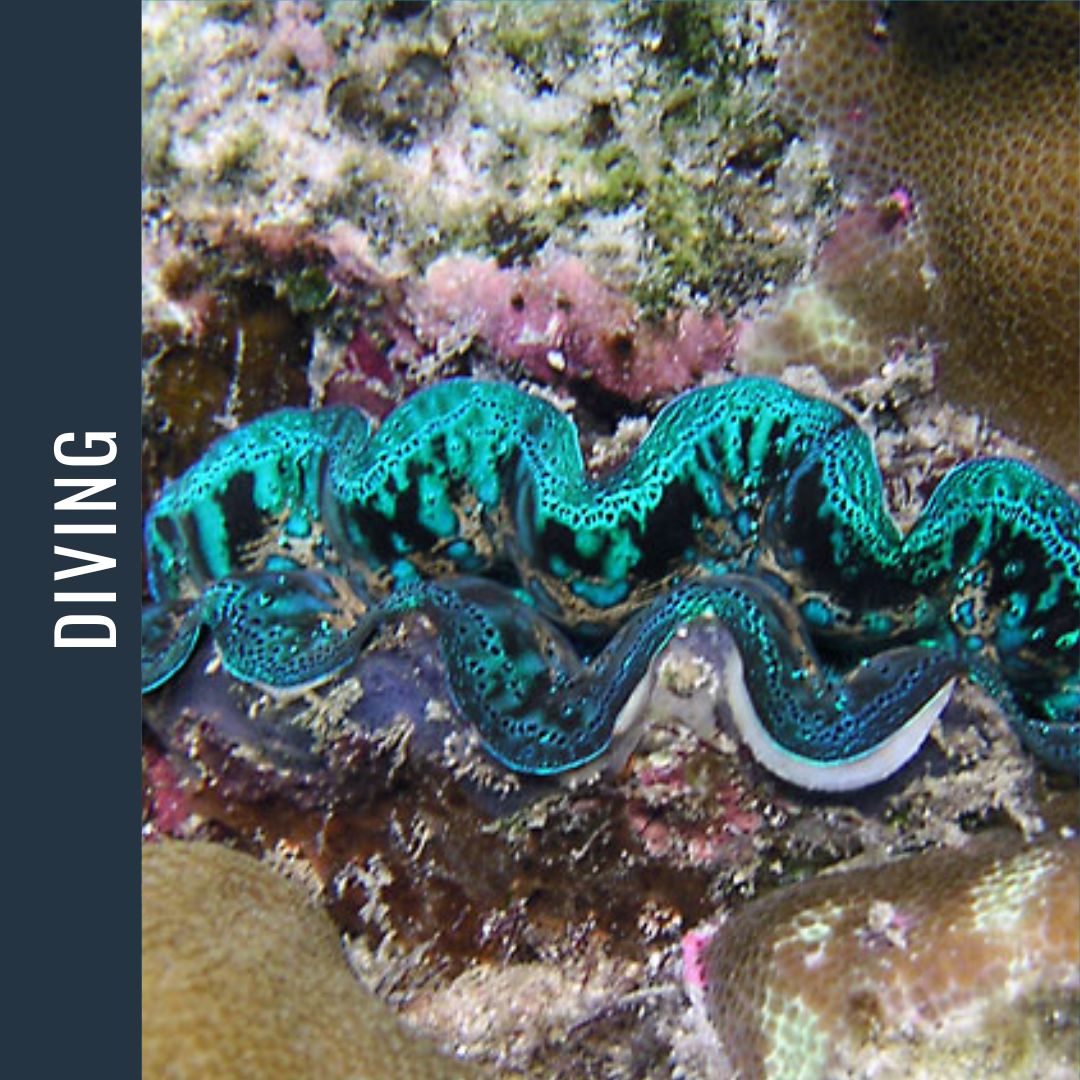 Philippines Dive Expedition 2026 Dive Trip Dive Otago 