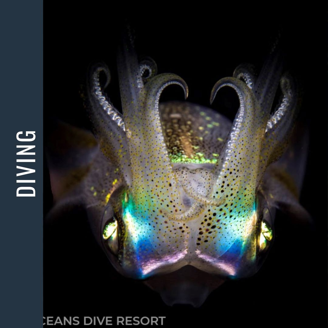 Philippines Dive Expedition 2026 Dive Trip Dive Otago 