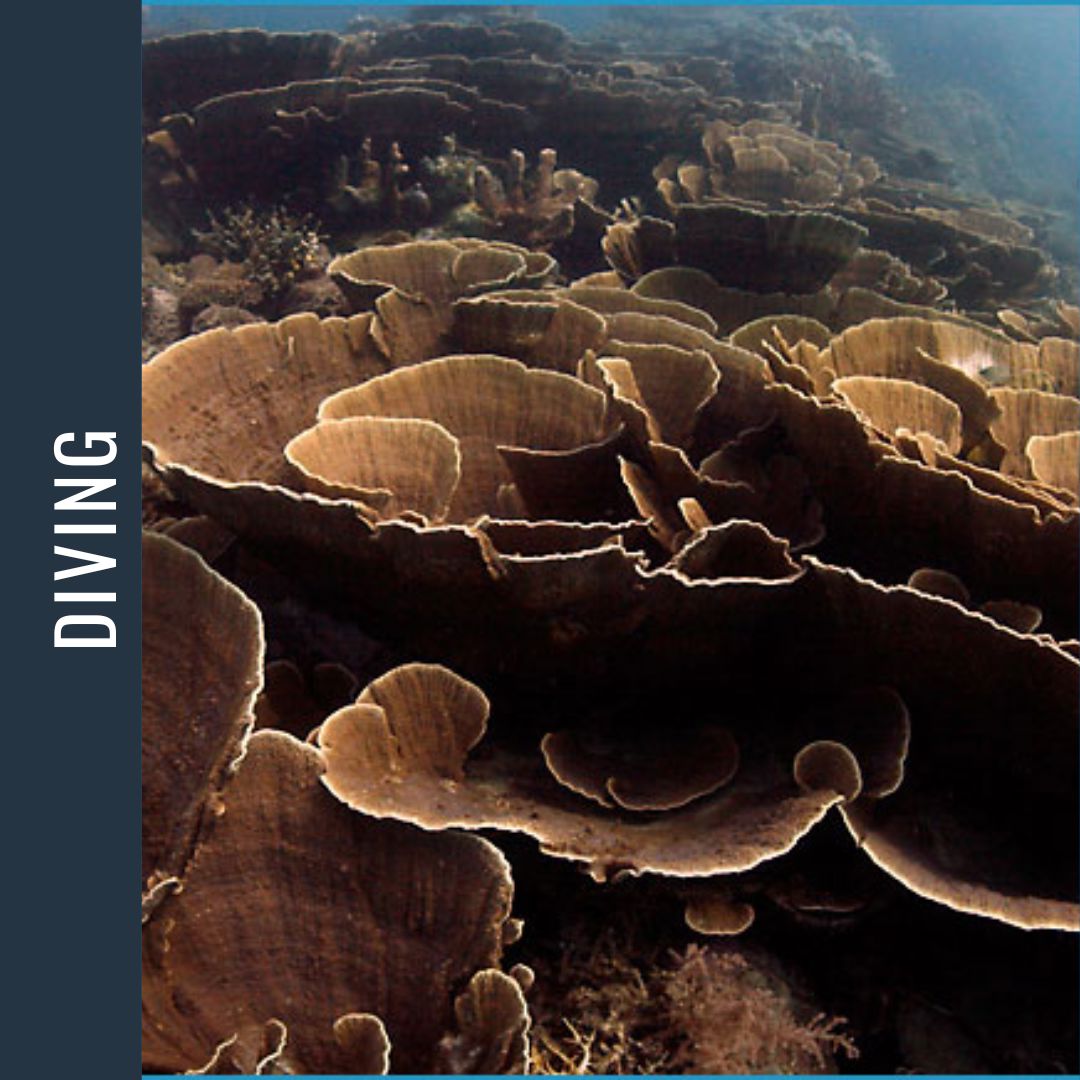 Philippines Dive Expedition 2026 Dive Trip Dive Otago 