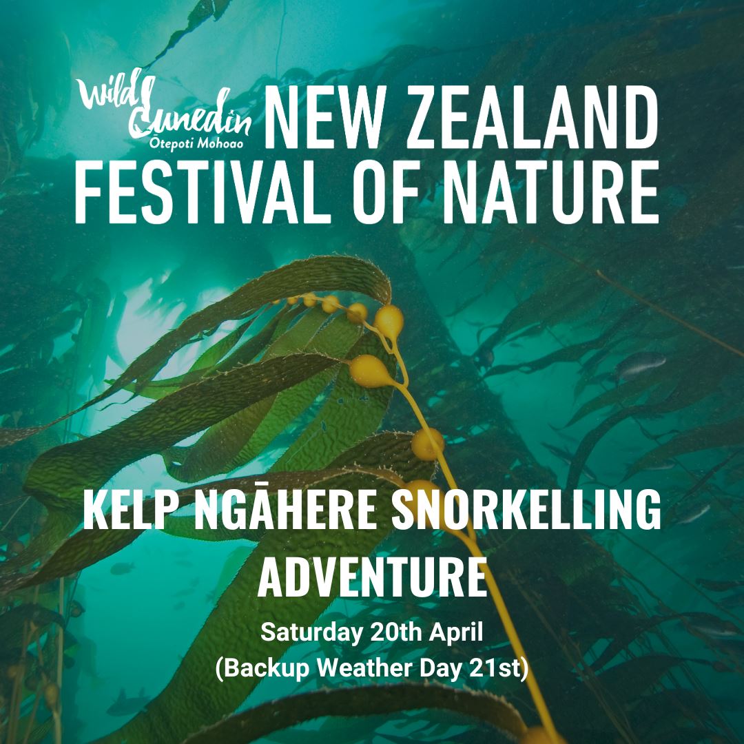 WILD DUNEDIN | Kelp Ngāhere Adventure Dive Trip Dive Otago 