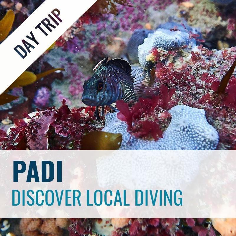 Discover Local Diving Dive Trip PADI 