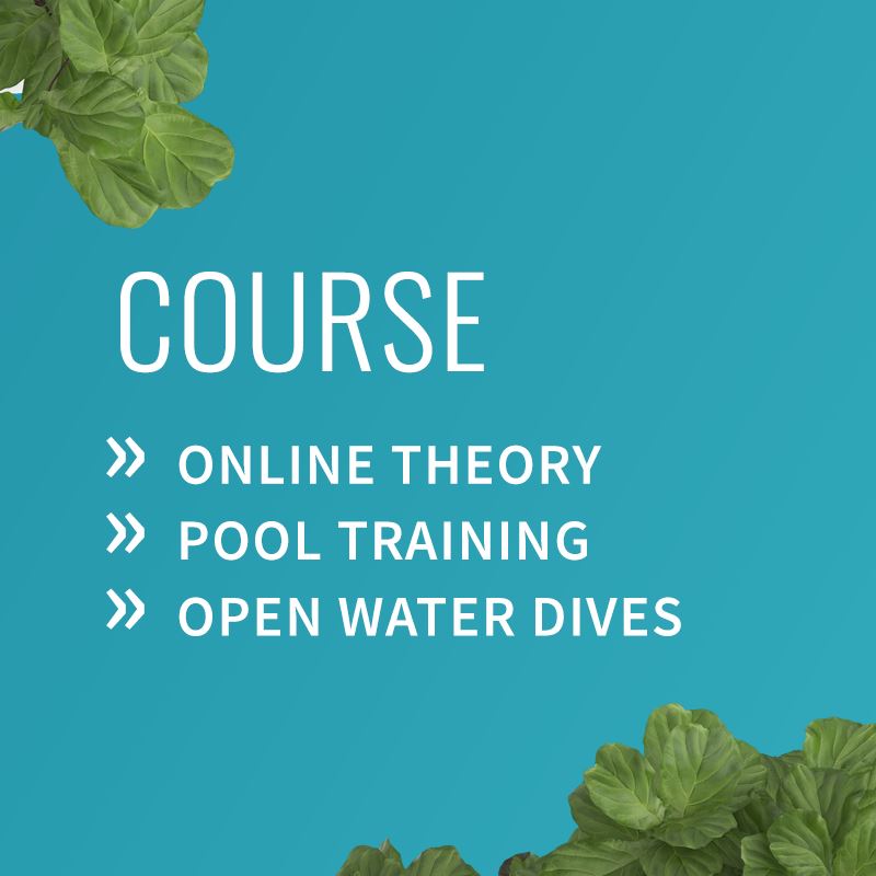 PADI Divemaster Course Course PADI 