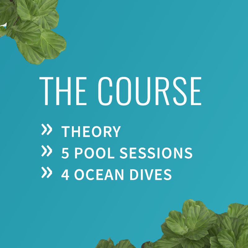 PADI Open Water Diver Course Course PADI 