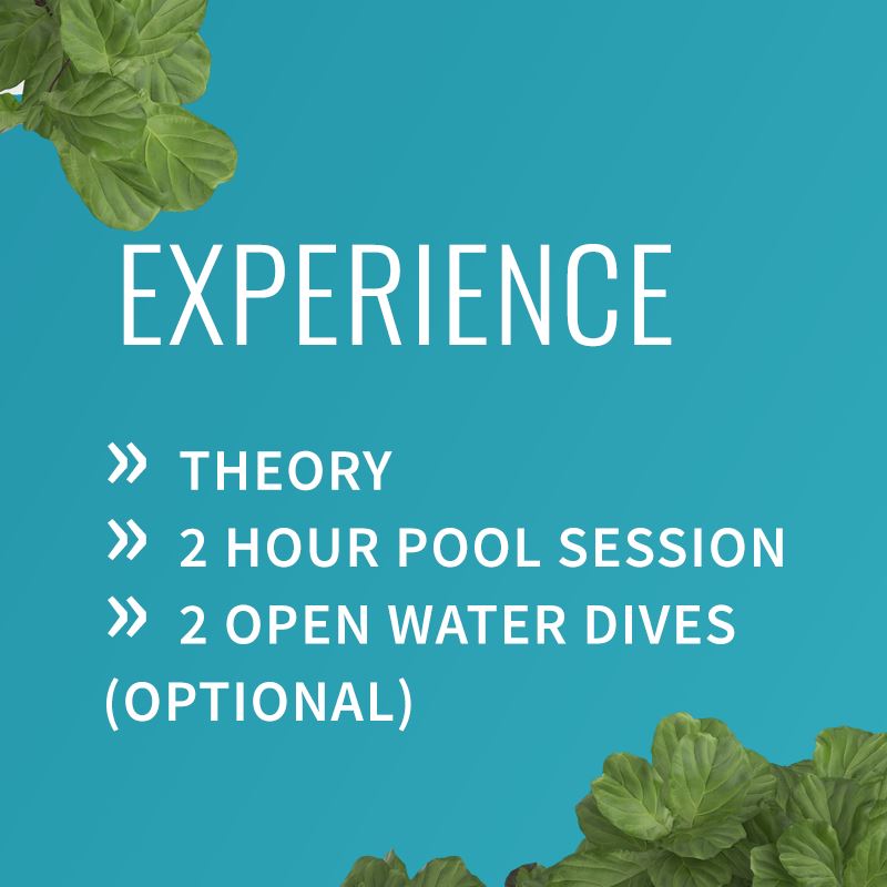 PADI ReActivate Course Course PADI 