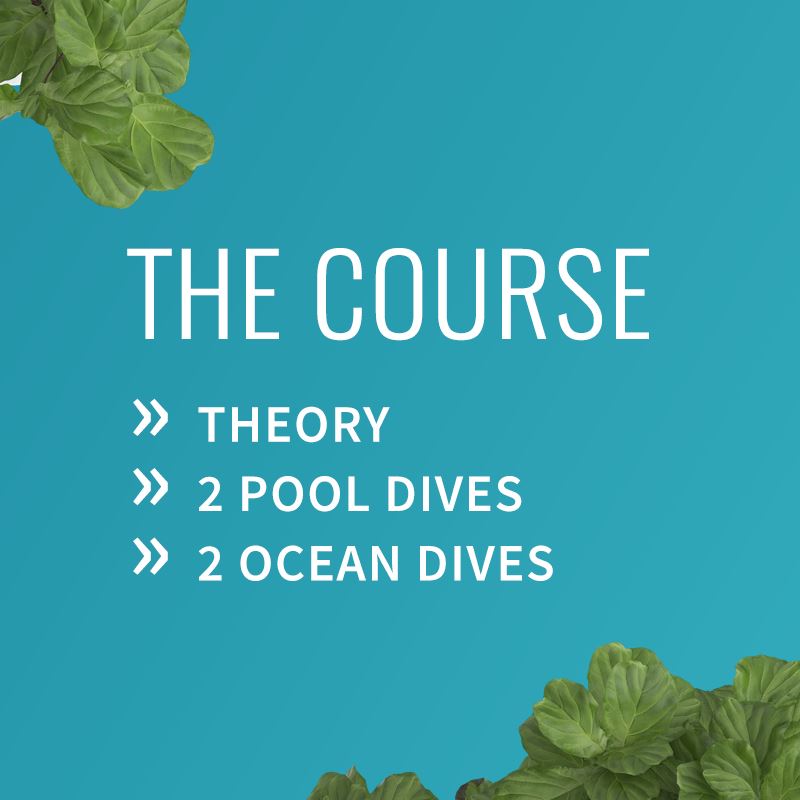 PADI Rescue Diver Course Course PADI 